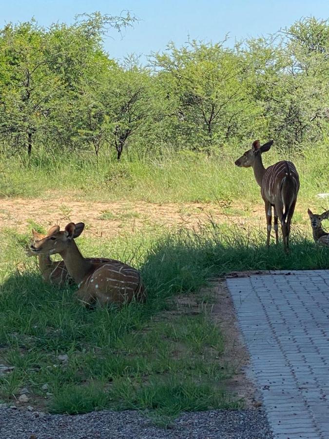 42@ Ditholo Game Lodge Thabazimbi Buitenkant foto